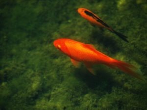 Big Fish, Small Pond