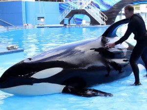 SeaWorld Sees the Light