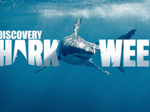 Shark Week Hoo Ha Ha
