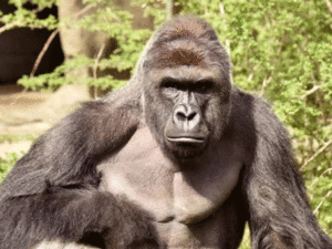 No More Monkey Business: Tackling the Harambe Crisis
