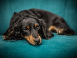 The Importance of Teaching Responsible Pet Adoption