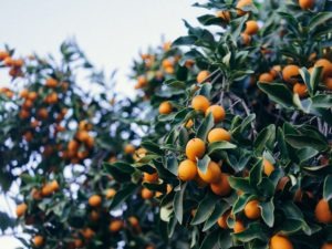 Juicy News: 3 No-Fail Messages for Promoting Organic Brands