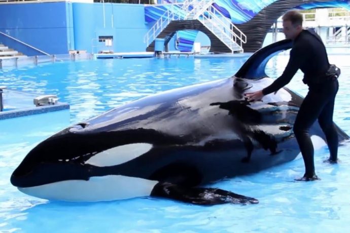 SeaWorld Sees the Light