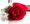 Will You Accept This Rose?